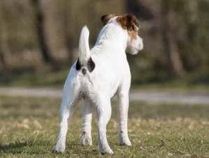 Parson Russell Terrier — rear