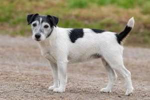 Parson Russell Terrier — senior
