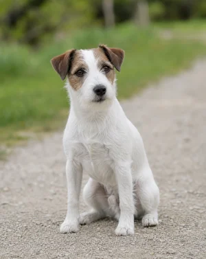 Parson Russell Terrier — sitting
