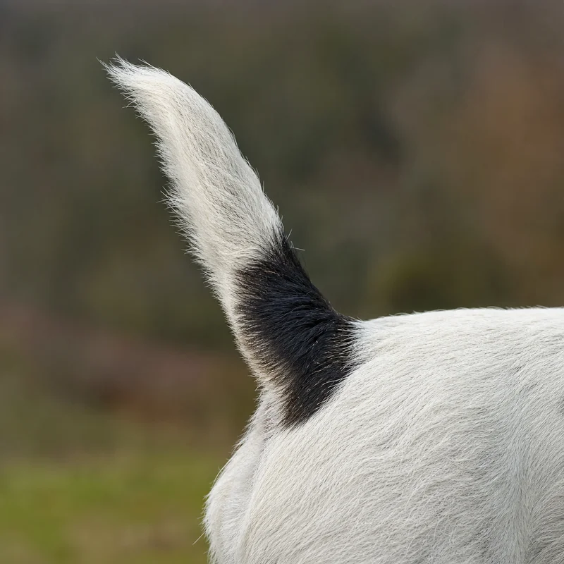 Parson Russell Terrier — tail