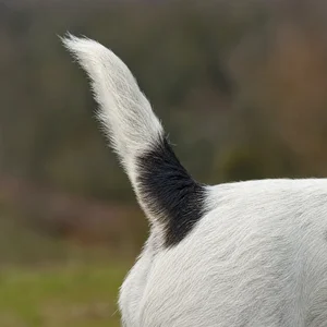 Parson Russell Terrier — tail