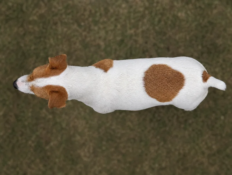 Parson Russell Terrier — top