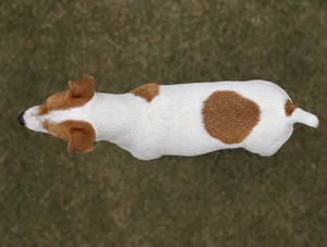 Parson Russell Terrier — top