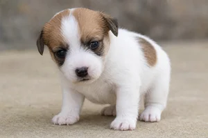 Parson Russell Terrier — young puppy (~1 mo)