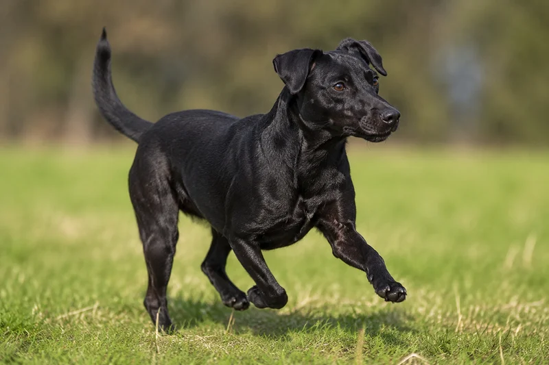 Patterdale Terrier — running