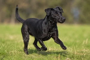 Patterdale Terrier — running