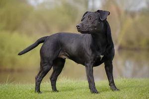 Patterdale Terrier — adult