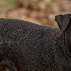 Patterdale Terrier — coat texture
