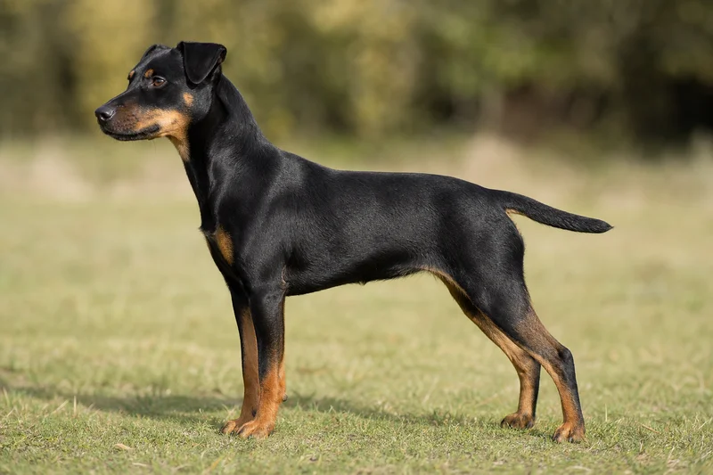 Patterdale Terrier — black and tan coat