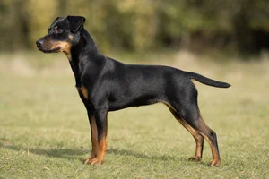 Patterdale Terrier — black and tan coat