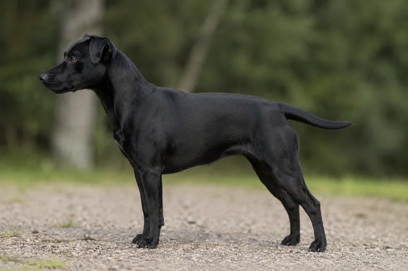 Patterdale Terrier — black coat