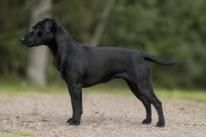 Patterdale Terrier — black coat