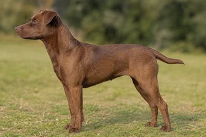 Patterdale Terrier — bronze coat