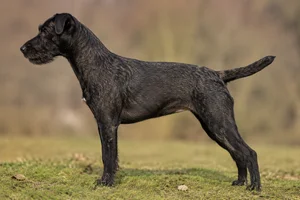 Patterdale Terrier — grizzle coat