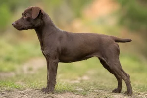 Patterdale Terrier — liver coat