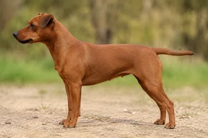 Patterdale Terrier — red coat