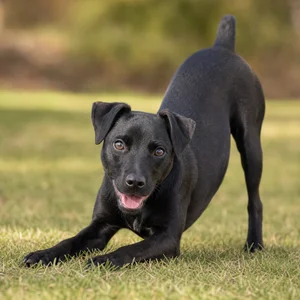 Patterdale Terrier — playful