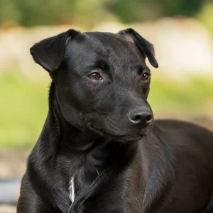 Patterdale Terrier — relaxed