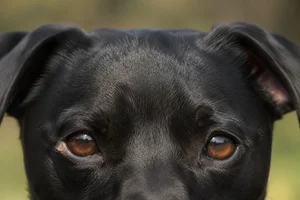 Patterdale Terrier — eyes