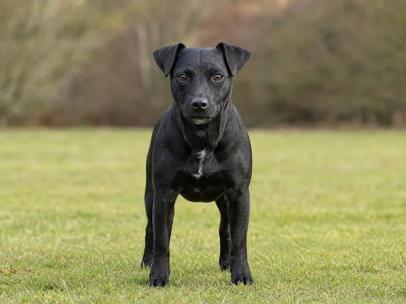 Patterdale Terrier — front
