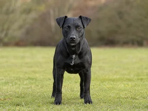 Patterdale Terrier — front