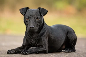 Patterdale Terrier — lying down
