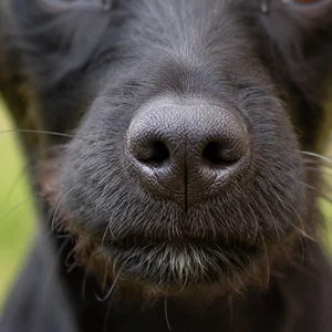 Patterdale Terrier — nose