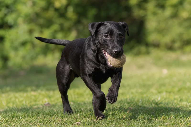Patterdale Terrier — playing