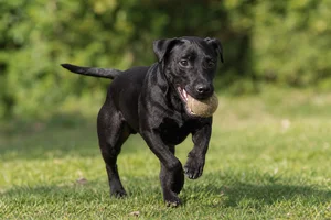 Patterdale Terrier — playing