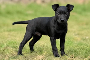 Patterdale Terrier — puppy (~4 mo)