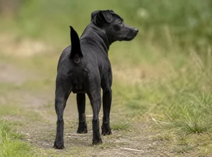 Patterdale Terrier — rear