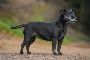 Patterdale Terrier — senior
