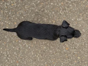 Patterdale Terrier — top