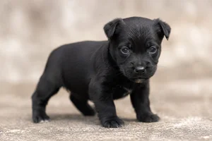 Patterdale Terrier — young puppy (~1 mo)