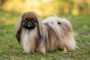 Pekingese — adult