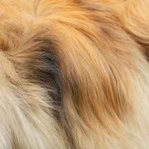 Pekingese — coat texture