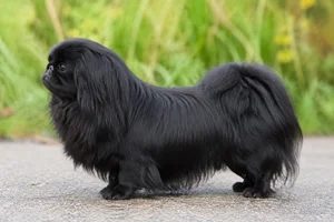 Pekingese — black coat