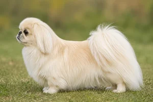 Pekingese — cream coat
