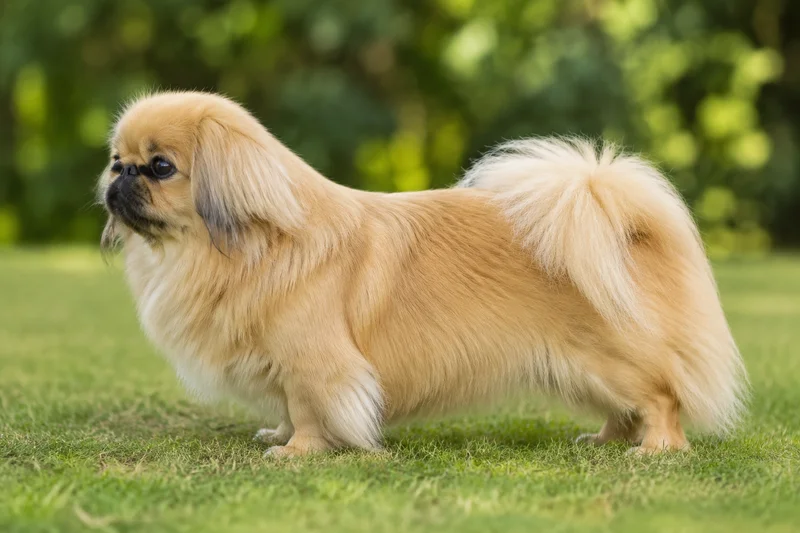 Pekingese — Gold coat