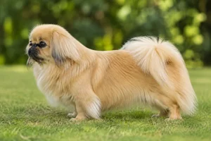 Pekingese — Gold coat