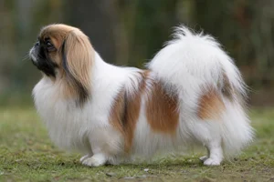 Pekingese — parti-color coat