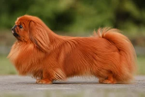 Pekingese — red coat