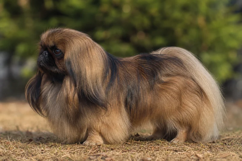 Pekingese — sable coat