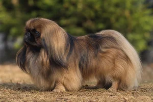 Pekingese — sable coat