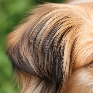 Pekingese — ears