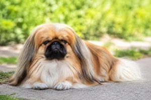 Pekingese — lying down