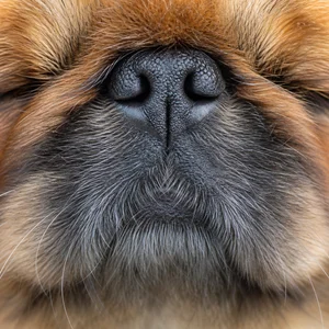 Pekingese — nose