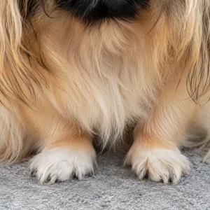 Pekingese — paws