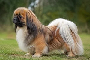 Pekingese dog