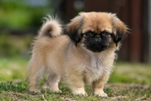 Pekingese — puppy (~4 mo)